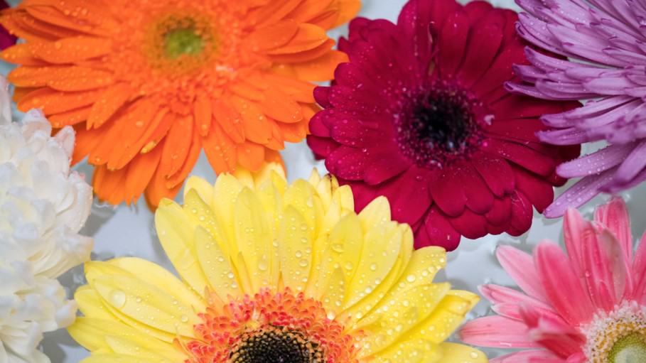 History and Meaning of Gerbera Daisies