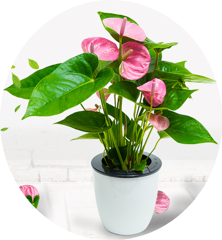 "pink anthurium plant"