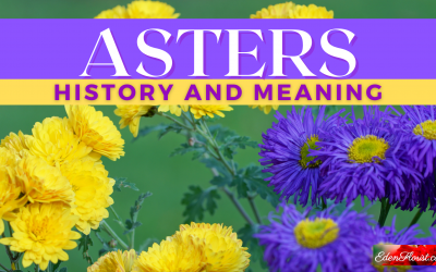History and Meaning of Asters