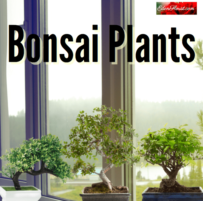 "Bonsai Plants"
