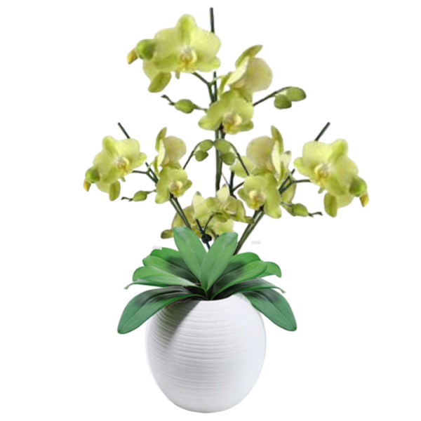 "Stately Green Orchids"