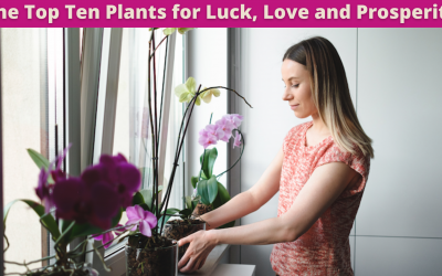The Top Ten Plants for Luck, Love and Prosperity
