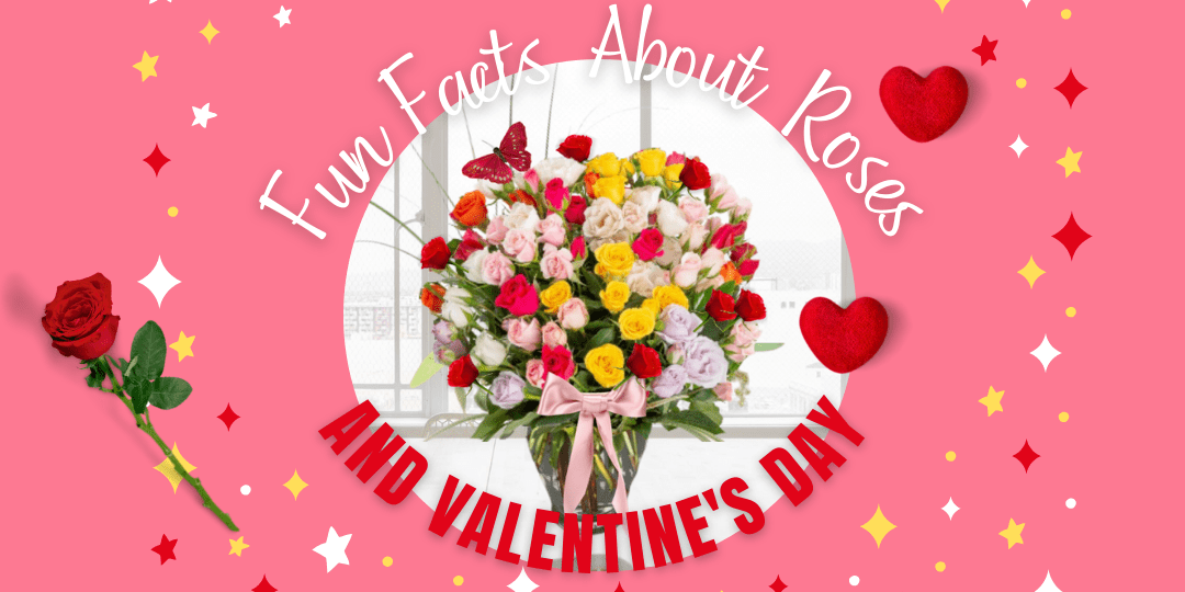 Fun Facts About Roses and Valentine’s Day