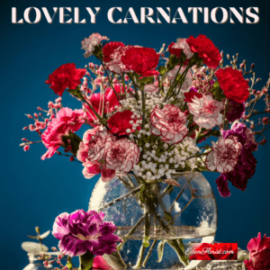 "lovely carnations"